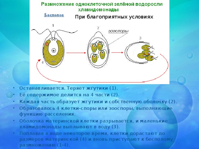 При благоприятных условиях Останавливается. Теряет жгутики (1). Её содержимое делится на 4 части (2). Каждая часть образует жгутики и собственную оболочку (2). Образовалось 4 клетки-споры или зооспоры, выполняющие функцию расселения. Оболочка материнской клетки разрывается, и маленькие хламидомонады выплывают в воду (3). Поплавав в воде некоторое время, клетки дорастают до размеров материнской (4) и вновь приступают к бесполому размножению (1-4). 