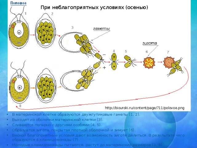 При неблагоприятных условиях (осенью) http://biouroki.ru/content/page/711/polovoe.png В материнской клетке образуются двужгутиковые гаметы (1, 2). Выходят из оболочки материнской клетки (3). Сливаются попарно с другими особями (4, 5). Образуется зигота, покрытая плотной оболочкой и зимует (6). Весной благоприятные условия дают возможность зиготе делиться. В результате чего образуются 4 хламидомонады (7). Молодые хламидомонады питаются, растут до материнских размеров (1, 8). 