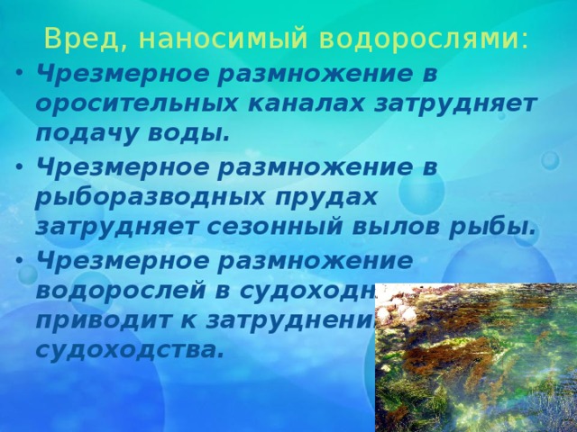 Вред, наносимый водорослями: Чрезмерное размножение в оросительных каналах затрудняет подачу воды. Чрезмерное размножение в рыборазводных прудах затрудняет сезонный вылов рыбы. Чрезмерное размножение водорослей в судоходных местах приводит к затруднению судоходства. 