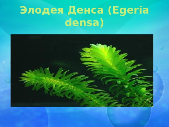 Элодея Денса (Egeria densa) 
