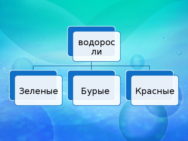 водоросли Зеленые Бурые Красные 