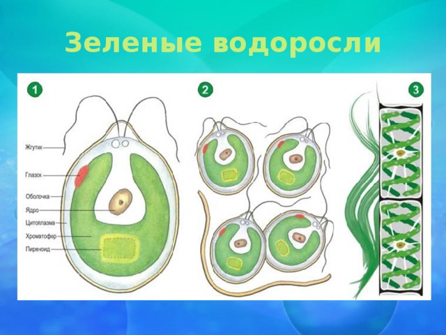 Зеленые водоросли 