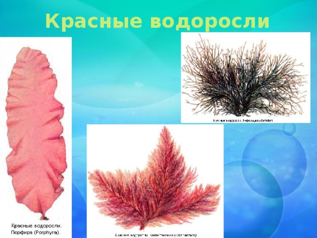 Красные водоросли 
