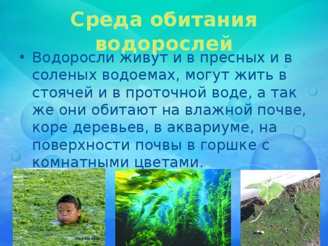 Среда обитания водорослей Водоросли живут и в пресных и в соленых водоемах, могут жить в стоячей и в проточной воде, а так же они обитают на влажной почве, коре деревьев, в аквариуме, на поверхности почвы в горшке с комнатными цветами. 