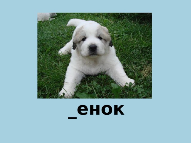 _енок Щ  