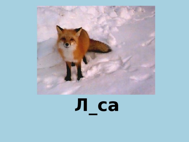 Л_са и  