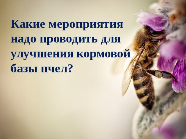 Какие мероприятия надо проводить для улучшения кормовой базы пчел? 
