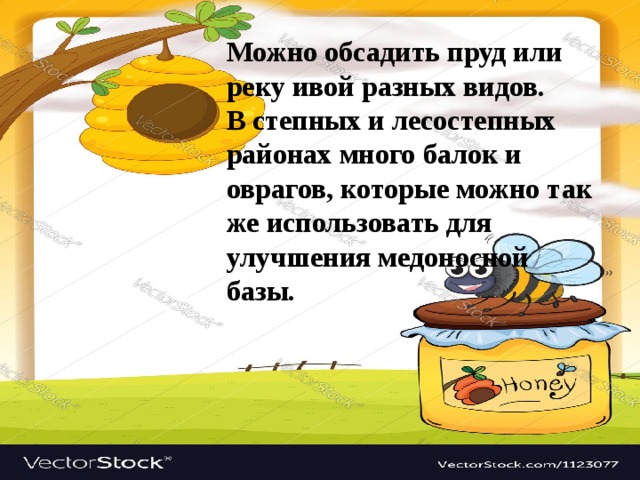 Можно обсадить пруд или реку ивой разных видов. В степных и лесостепных районах много балок и оврагов, которые можно так же использовать для улучшения медоносной базы. 