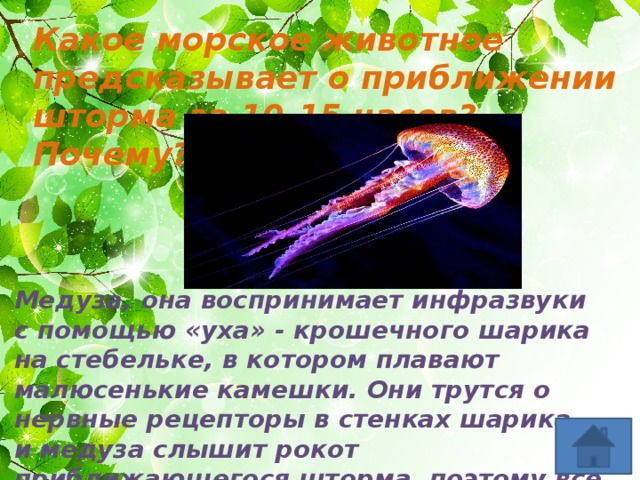 Какое морское животное предсказывает о приближении шторма за 10-15 часов? Почему? Медуза, она воспринимает инфразвуки с помощью «уха» - крошечного шарика на стебельке, в котором плавают малюсенькие камешки. Они трутся о нервные рецепторы в стенках шарика, и медуза слышит рокот приближающегося шторма, поэтому все медузы уходят на глубину 