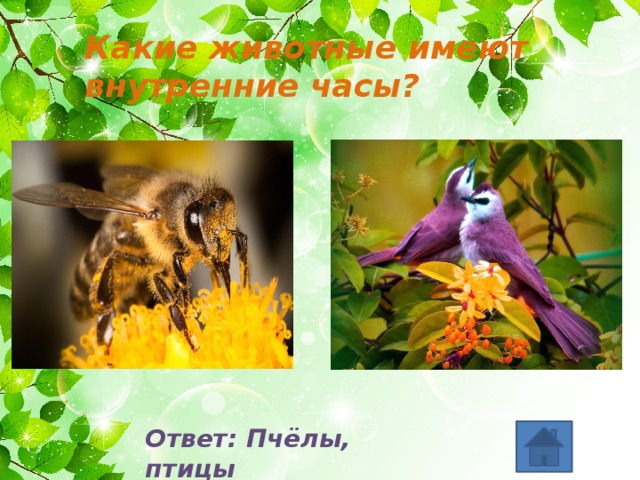 Какие животные имеют внутренние часы? Ответ: Пчёлы, птицы 