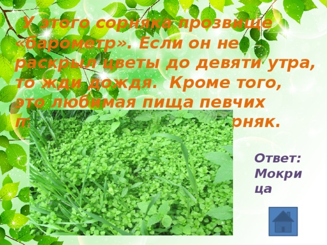  У этого сорняка прозвище «барометр». Если он не раскрыл цветы до девяти утра, то жди дождя. Кроме того, это любимая пища певчих птиц. Назовите этот сорняк. Ответ: Мокрица  