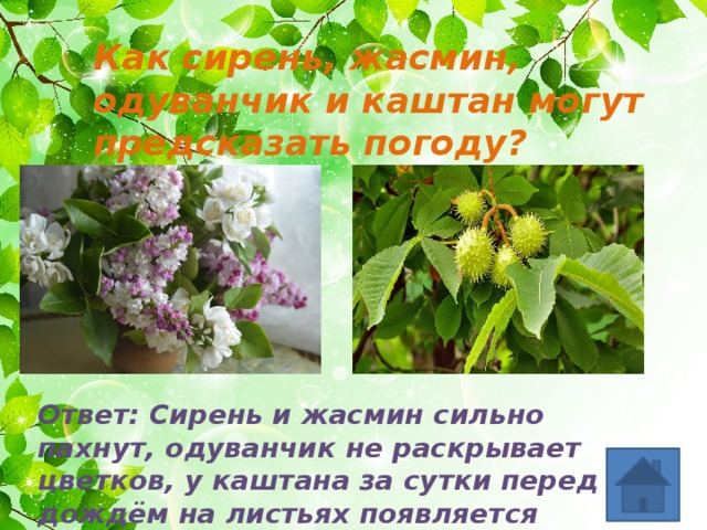 Как сирень, жасмин, одуванчик и каштан могут предсказать погоду? Ответ: Сирень и жасмин сильно пахнут, одуванчик не раскрывает цветков, у каштана за сутки перед дождём на листьях появляется липкий сок 