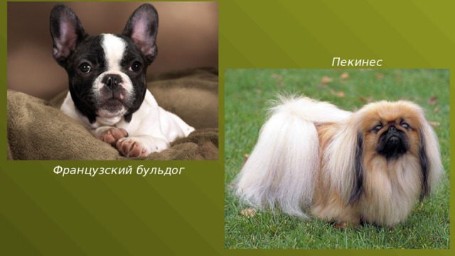 Пекинес Французский бульдог 
