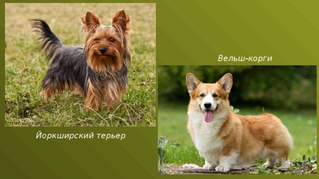 Вельш-корги Йоркширский терьер 
