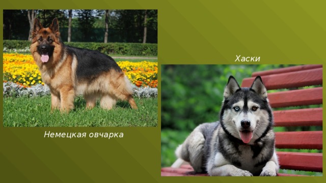 Хаски Немецкая овчарка 