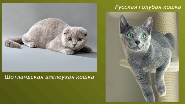 Русская голубая кошка Шотландская вислоухая кошка 