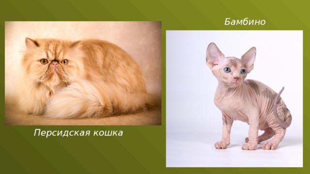 Бамбино Персидская кошка 