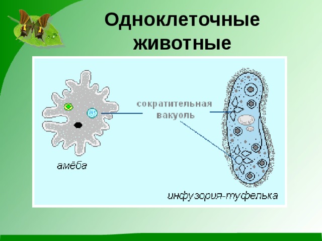 Одноклеточные животные 