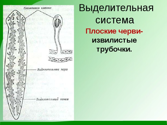 Выделительная система Плоские черви- извилистые трубочки. 