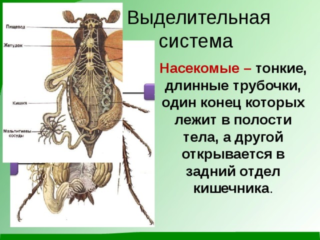 Выделительная система Насекомые –  тонкие, длинные трубочки, один конец которых лежит в полости тела, а другой открывается в задний отдел кишечника . 