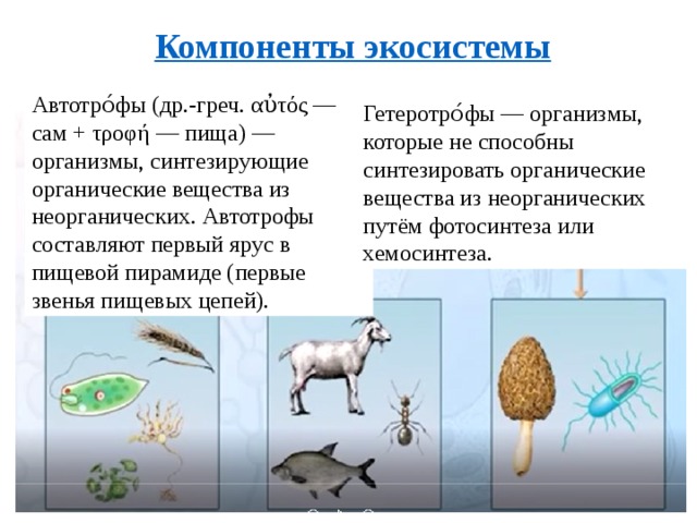 Автотро́фы (др.-греч. αὐτός — сам + τροφή — пища) — организмы, синтезирующие органические вещества из неорганических. Автотрофы составляют первый ярус в пищевой пирамиде (первые звенья пищевых цепей). Гетеротро́фы — организмы, которые не способны синтезировать органические вещества из неорганических путём фотосинтеза или хемосинтеза. Записать в тетрадь компоненты экосистемы 