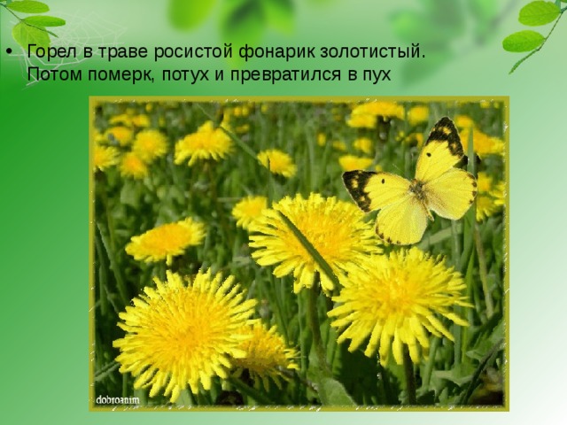 Горел в траве росистой фонарик золотистый.  Потом померк, потух и превратился в пух 