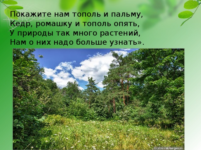 Покажите нам тополь и пальму,   Кедр, ромашку и тополь опять,  У природы так много растений,  Нам о них надо больше узнать». 