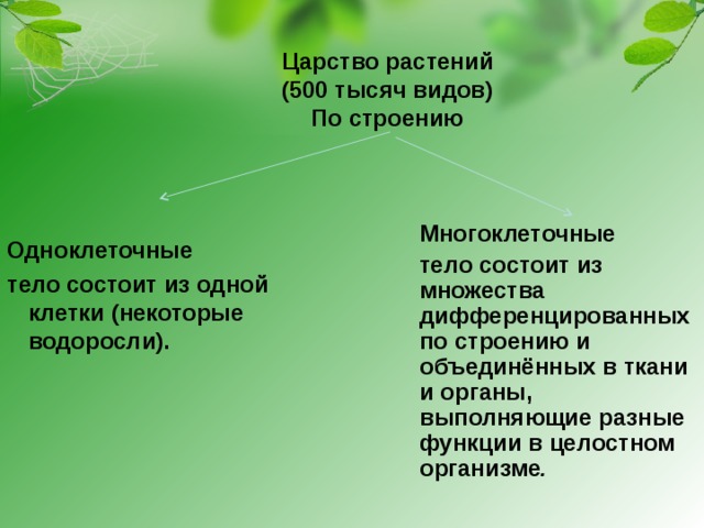  Царство растений  (500 тысяч видов)  По строению          Многоклеточные тело состоит из множества дифференцированных по строению и объединённых в ткани и органы, выполняющие разные функции в целостном организме . Одноклеточные тело состоит из одной клетки (некоторые водоросли). 