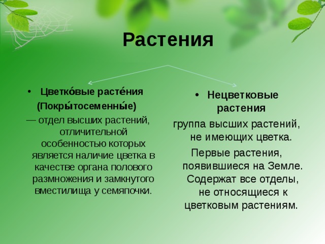 Растения Цветко́вые расте́ния (Покры́тосеменны́е) — отдел высших растений, отличительной особенностью которых является наличие цветка в качестве органа полового размножения и замкнутого вместилища у семяпочки. Нецветковые растения   группа высших растений, не имеющих цветка. Первые растения, появившиеся на Земле. Содержат все отделы, не относящиеся к цветковым растениям. 