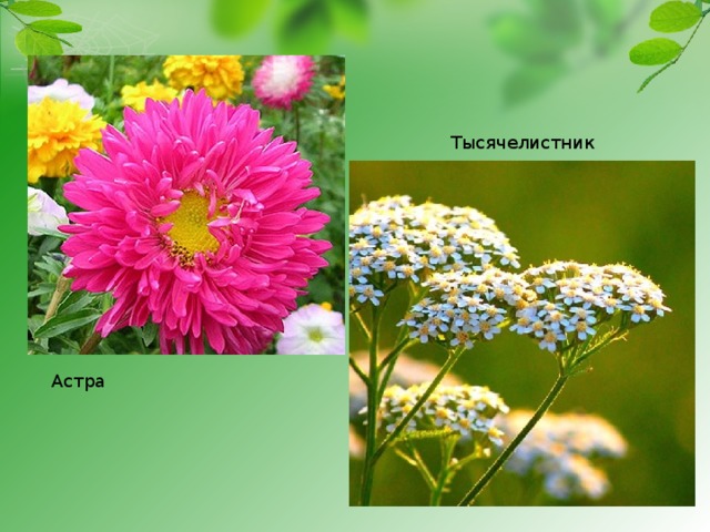 Тысячелистник Астра 