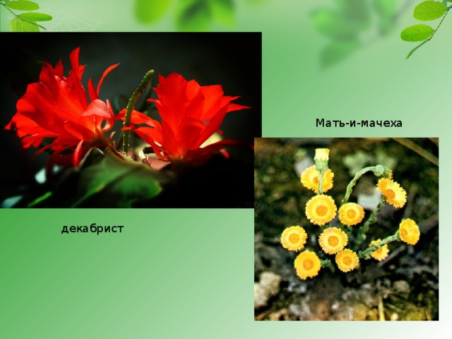 Мать-и-мачеха декабрист 