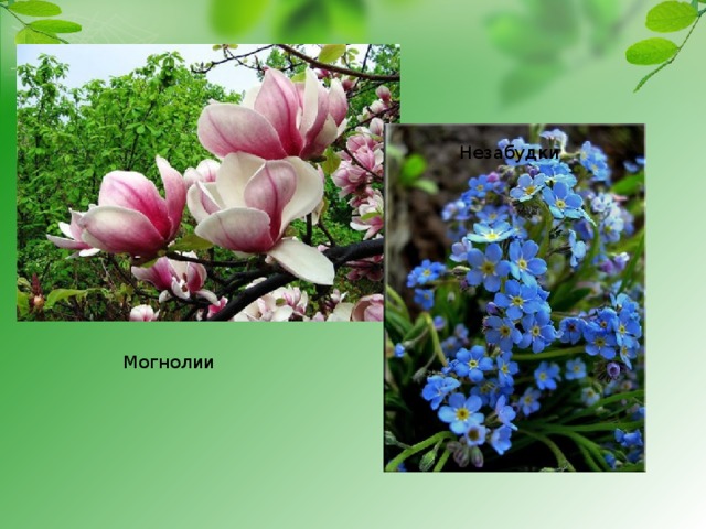 Незабудки Могнолии 