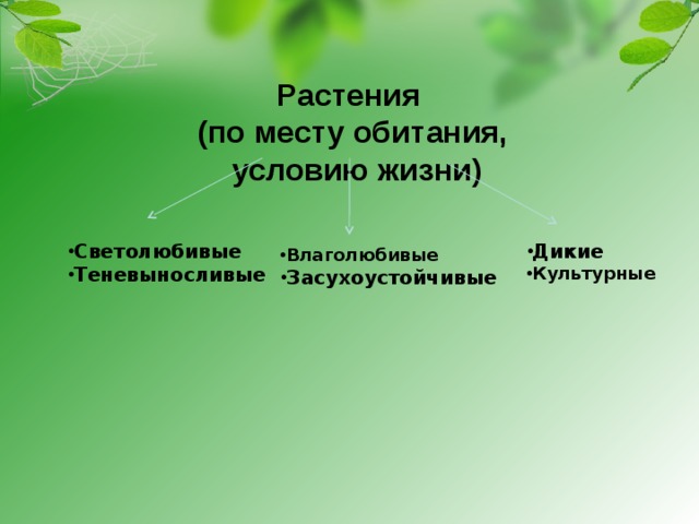 Растения  (по месту обитания,  условию жизни) Светолюбивые Теневыносливые Дикие Культурные Влаголюбивые Засухоустойчивые 