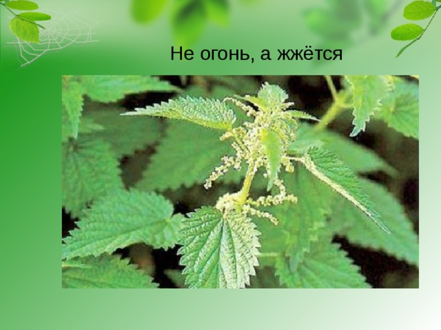 Не огонь, а жжётся 