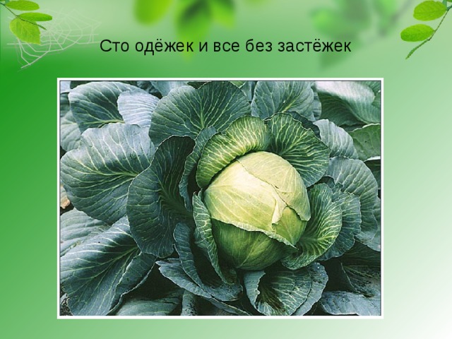 Сто одёжек и все без застёжек 
