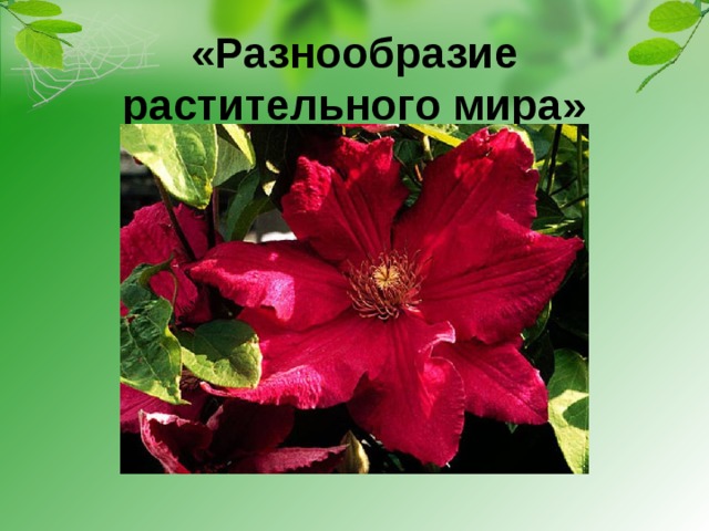 «Разнообразие растительного мира» 