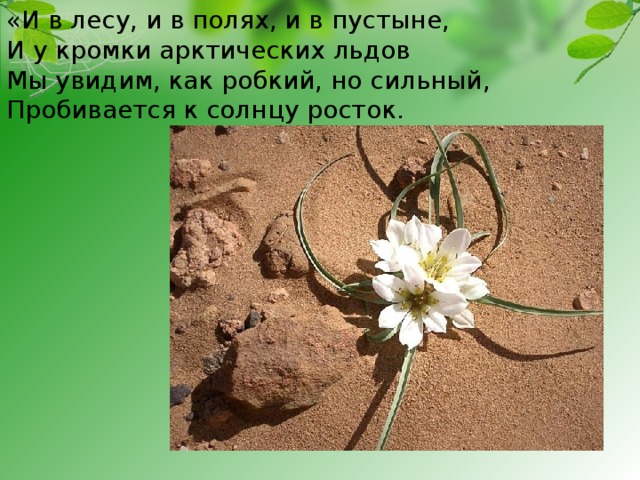 «И в лесу, и в полях, и в пустыне,   И у кромки арктических льдов  Мы увидим, как робкий, но сильный,   Пробивается к солнцу росток. 