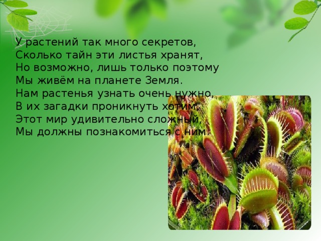 У растений так много секретов,   Сколько тайн эти листья хранят,  Но возможно, лишь только поэтому   Мы живём на планете Земля. Нам растенья узнать очень нужно,  В их загадки проникнуть хотим,  Этот мир удивительно сложный,  Мы должны познакомиться с ним. 