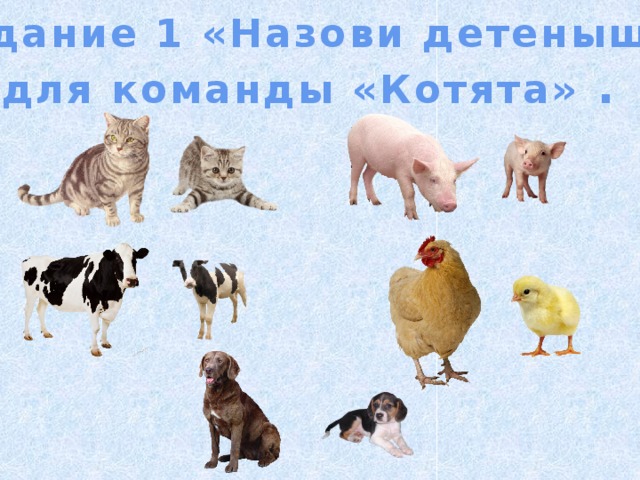 Задание 1 «Назови детеныша» для команды «Котята» . 
