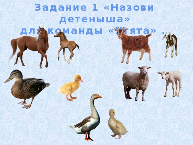 Задание 1 «Назови детеныша» для команды «Утята» . 
