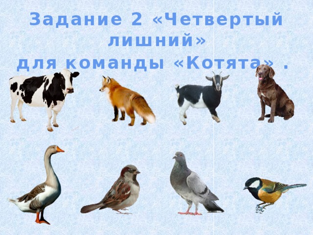 Задание 2 «Четвертый лишний» для команды «Котята» .  