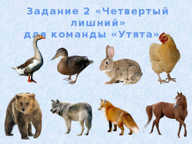 Задание 2 «Четвертый лишний» для команды «Утята» . 