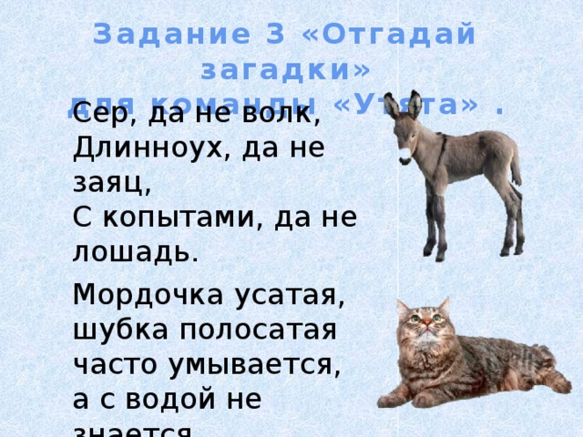 Задание 3 «Отгадай загадки» для команды «Утята» . Сер, да не волк,  Длинноух, да не заяц,  С копытами, да не лошадь. Мордочка усатая, шубка полосатая часто умывается, а с водой не знается. 
