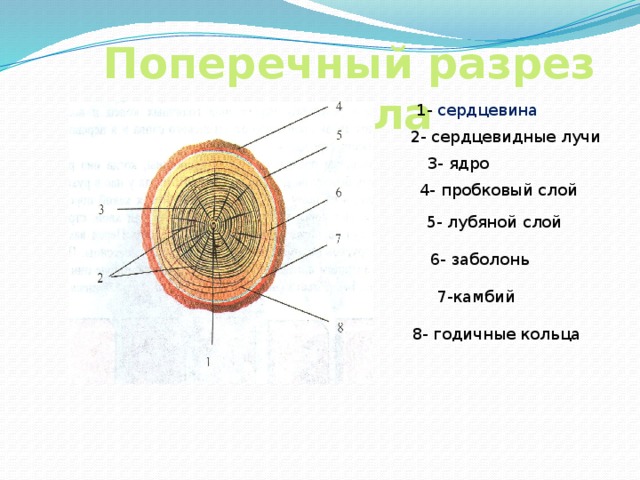 Поперечный разрез ствола 1- сердцевина 2- сердцевидные лучи 3- ядро 4- пробковый слой 5- лубяной слой 6- заболонь 7-камбий 8- годичные кольца 