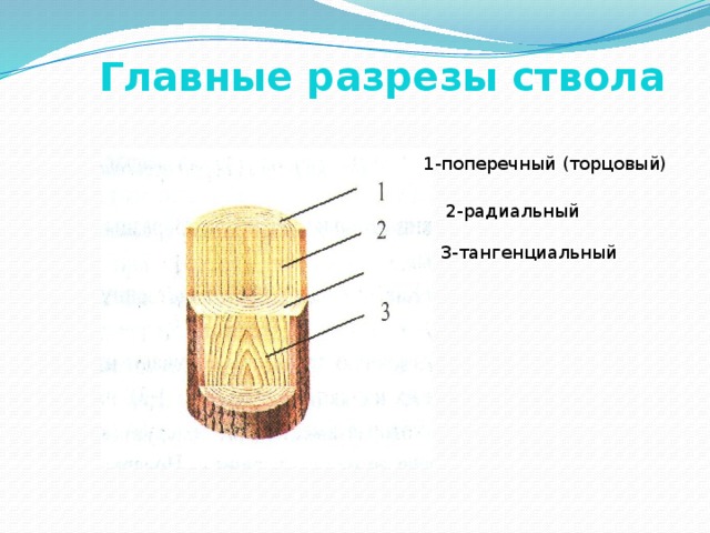 Главные разрезы ствола 1-поперечный (торцовый) 2-радиальный 3-тангенциальный 