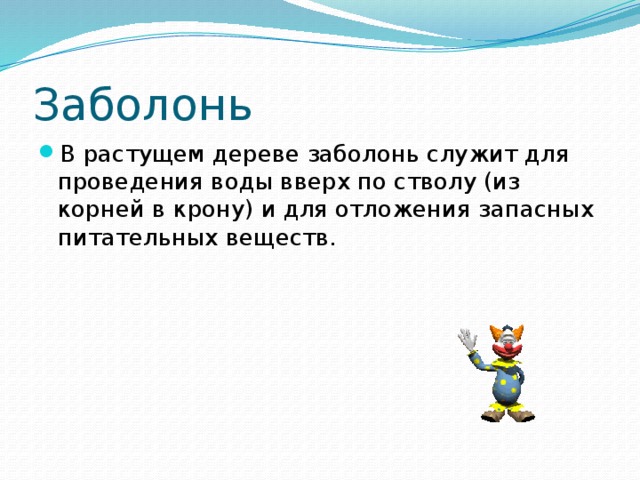 Заболонь В растущем дереве заболонь служит для проведения воды вверх по стволу (из корней в крону) и для отложения запасных питательных веществ. 