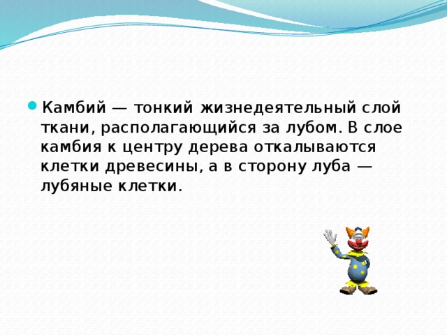 Камбий — тонкий жизнедеятельный слой ткани, располагающийся за лубом. В слое камбия к центру дерева откалываются клетки древесины, а в сторону луба — лубяные клетки. 