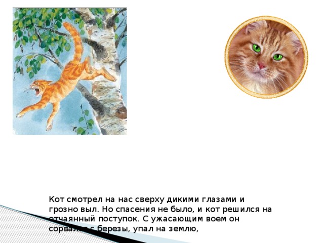 Кот смотрел на нас сверху дикими глазами и грозно выл. Но спасения не было, и кот решился на отчаянный поступок. С ужасающим воем он сорвался с березы, упал на землю,  