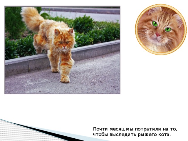 Почти месяц мы потратили на то, чтобы выследить рыжего кота.  