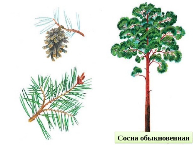 Сосна обыкновенная 